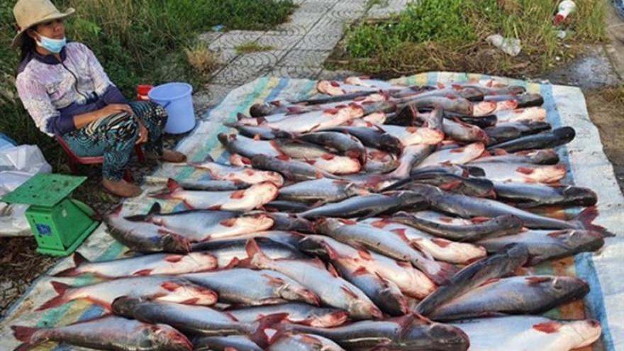 Tra fish farmers, exports hit hard by COVID-19 pandemic